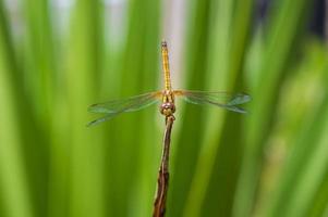 scarlet skimmer- golden dragonfly on a blur background photo