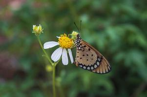 the butterfly acraea terpsicore perched on a flower bidens pilosa photo