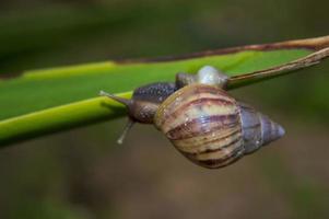 a snail crawling on a leaf photo