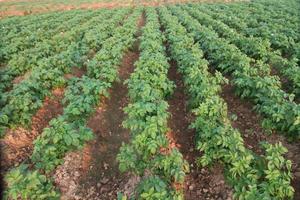 Rows of recently sprouted potatoes growing in a field photo