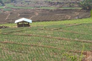 Green onion field in Northern of Thailand photo