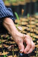 female hands hold a young seedling photo