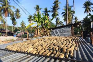 Drying Sea Cucumber Outdoor photo