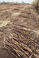 Sugarcane field fired photo