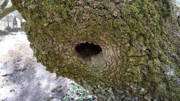 Bird nest in the hollow tree trunk photo