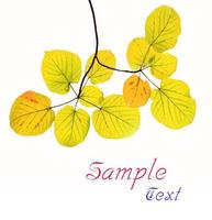 yellow  leave on white background photo