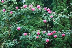 rosas en el jardín foto