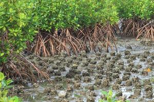 mangrove tree at sea coast photo