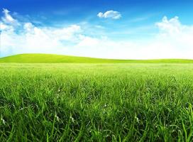 field of grass and perfect blue sky photo