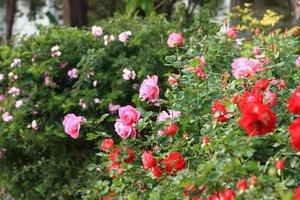 Roses in garden photo