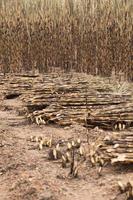 Sugarcane field fired photo