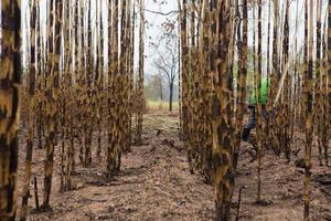 Sugarcane field fired photo