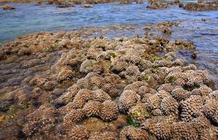 corales en aguas poco profundas durante la marea baja frente a la costa, tailandia foto