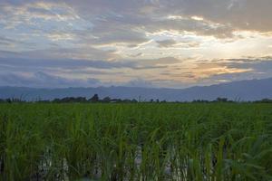 Green fields with ridges photo