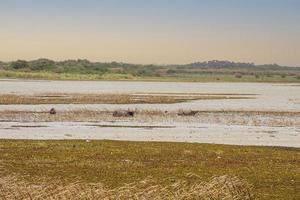 thale noi, phatthalung, tailandia foto