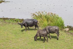 thale noi, phathhalung foto