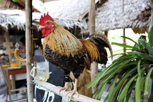 bantam chicken standing on perch photo