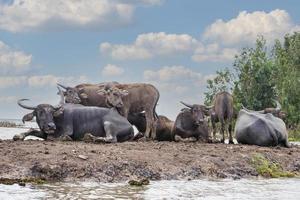 thale noi, phatthalung, tailandia foto