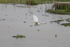 thale noi, phathhalung foto