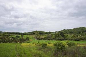 jardín longan, chiang mai foto