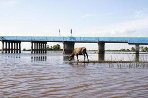 thale noi, phatthalung, tailandia foto