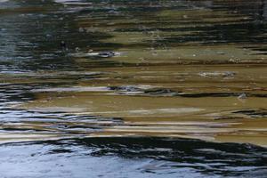 Gulf oil spill is shown on a beach photo