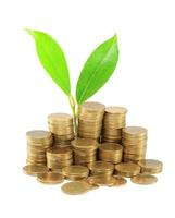 Gold coins and plant. On a white background photo