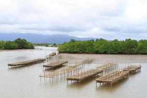 Shellfish farm, Thailand photo