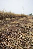 Sugarcane field fired photo