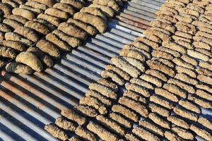 Drying Sea Cucumber Outdoor photo