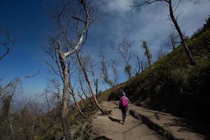 árbol muerto de gran altitud en camino al cráter kawah ijen, indonesia foto