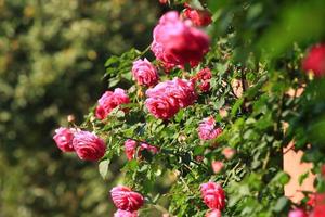 rosas en el jardín foto