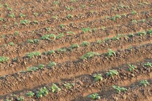 Rows of recently sprouted potatoes growing in a field photo