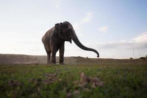 elefante asiático en surin, tailandia foto