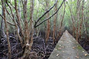 camino de madera entre el bosque de manglares, foto