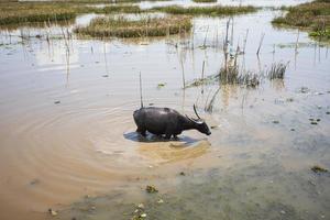 thale noi, phatthalung, tailandia foto