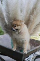 pomeranian dog puppy photo