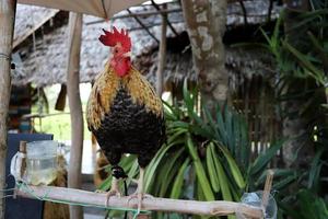 bantam chicken standing on perch photo