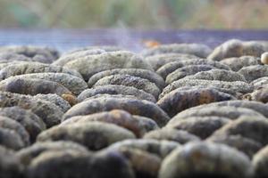 Drying Sea Cucumber Outdoor photo