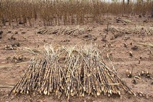 Sugarcane field fired photo