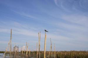 Thale Noi, Phatthalung, Thailand photo