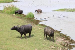 thale noi, phathhalung foto