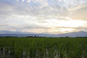 campos verdes con crestas foto