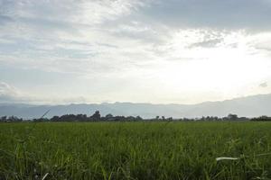 campos verdes con crestas foto