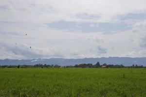 Green fields with ridges photo