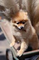 pomeranian dog puppy photo