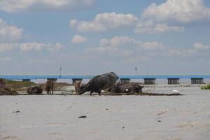 thale noi, phatthalung, tailandia foto