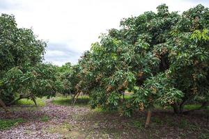 jardín longan, chiang mai foto