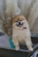 pomeranian dog puppy photo