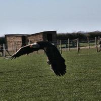 A view of a Bald Eagle in flight photo